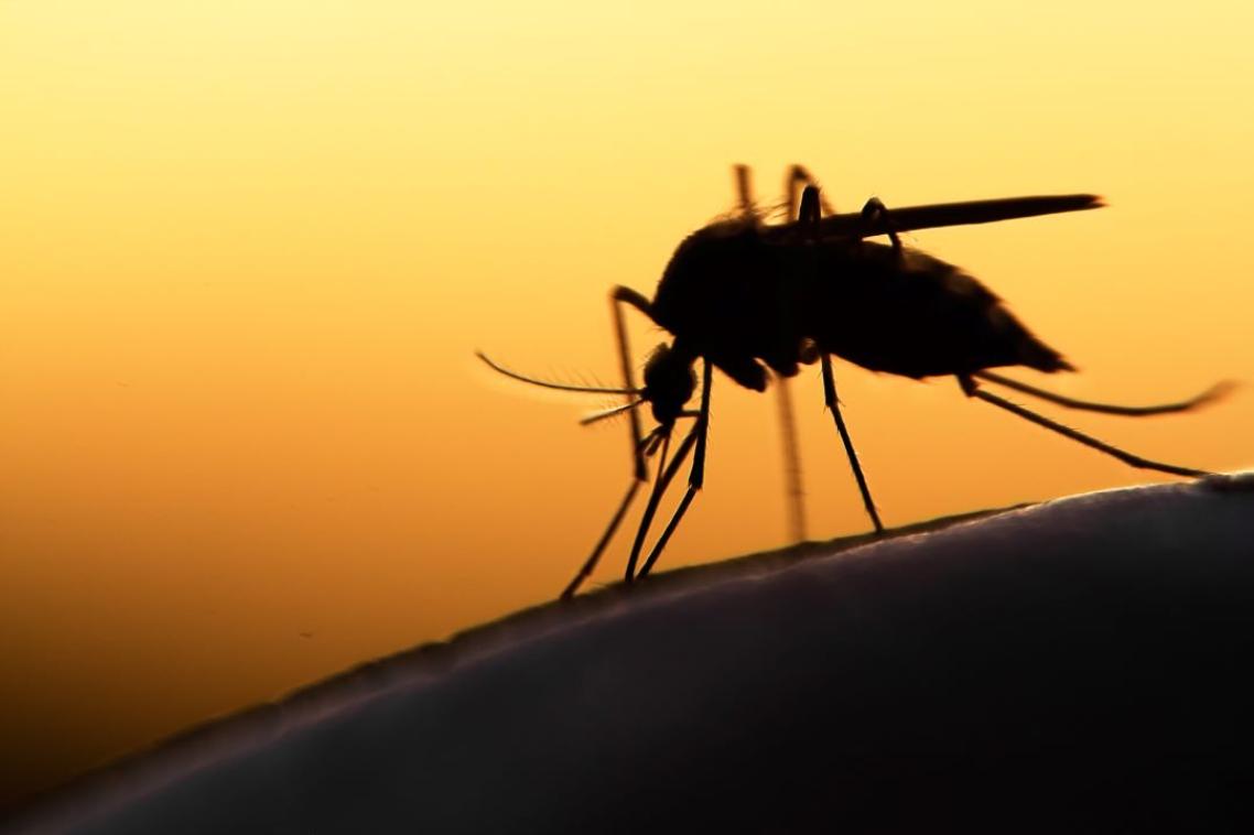 A silhouette of a mosquito on someone's skin