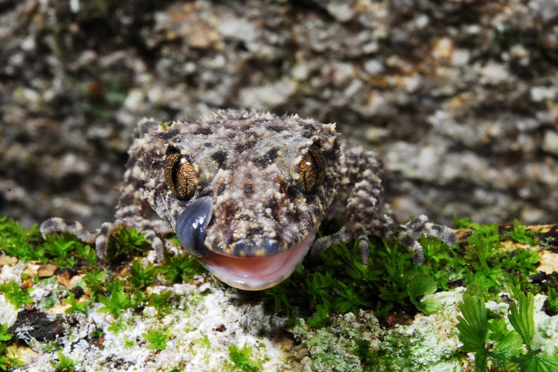 A bumpy brown gecko licks its lips on green vegetation.