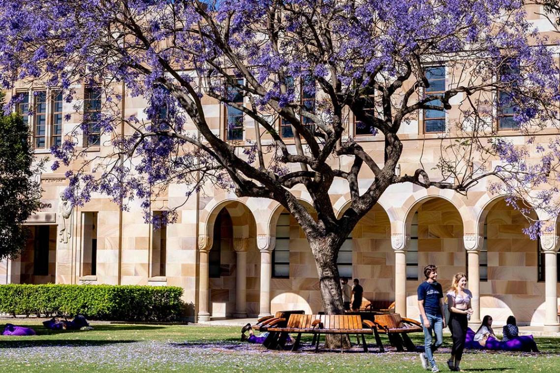jacarandas in front of a sandstone building