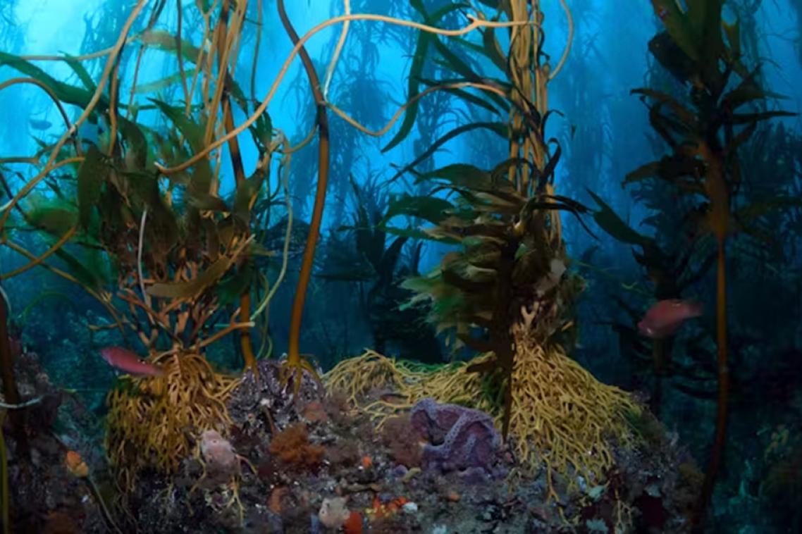 green, yellow and orange leafy plants underwater