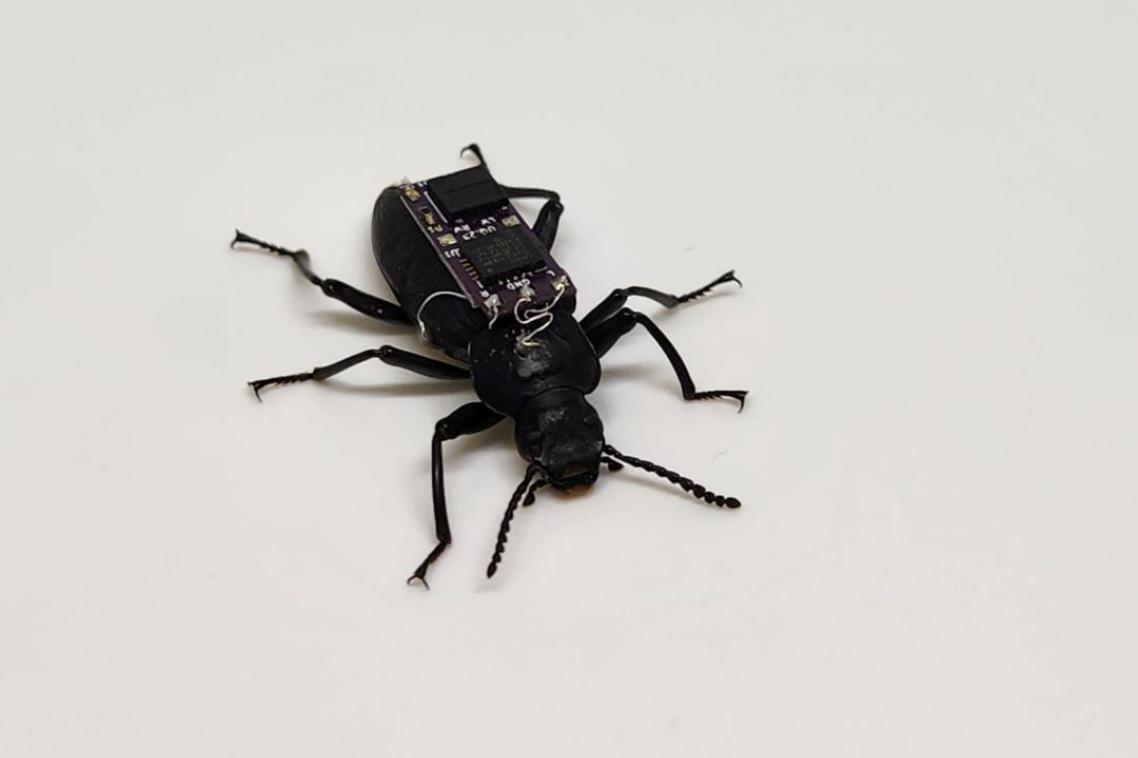 A Zophobas morio - or darkling beetle - equipped with a removeable microchip backpack