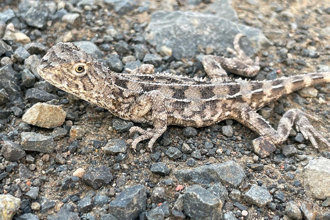 An earless dragon on the ground