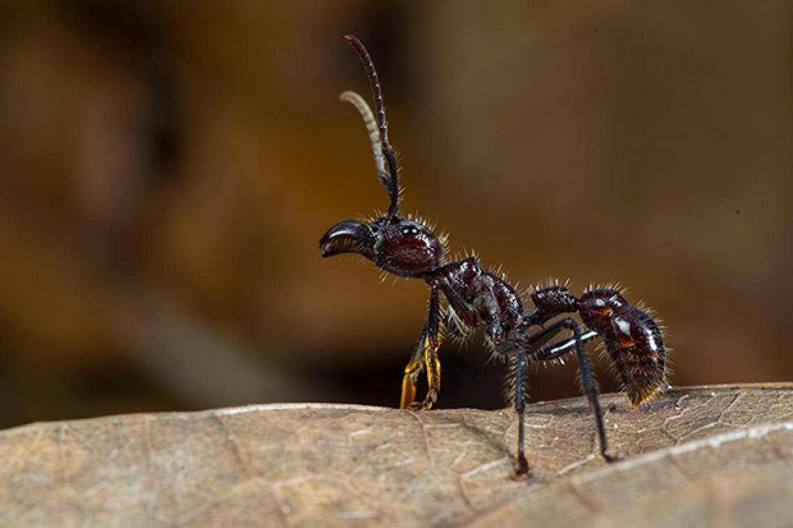 A close up of a little brown Bullet ant.