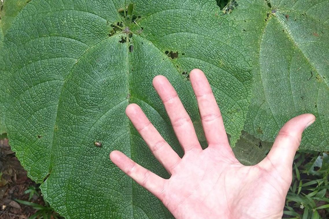 An open palm above a large green leaf.