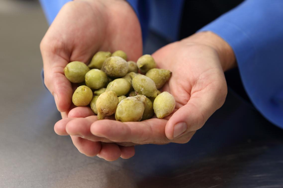 A hand full of Kakadu Plums.