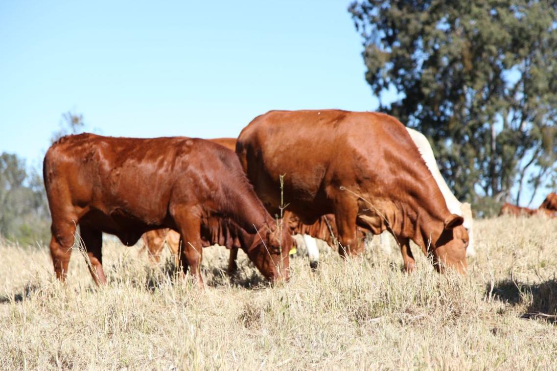 Two cows graze in a field