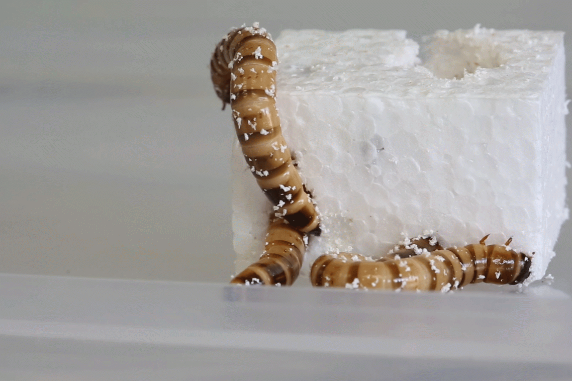 Three brown worms climb over and eat a piece of square polystyrene.