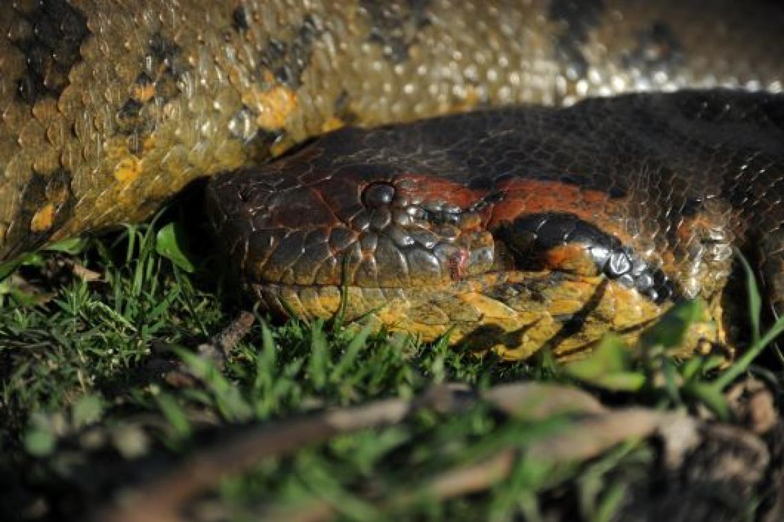 A Northern Green Anaconda slithering in the grass.