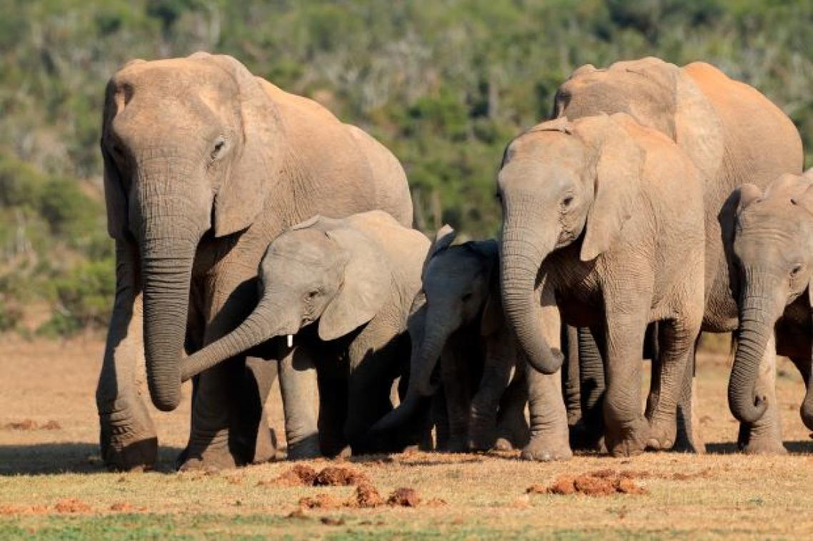A herd of elephants.