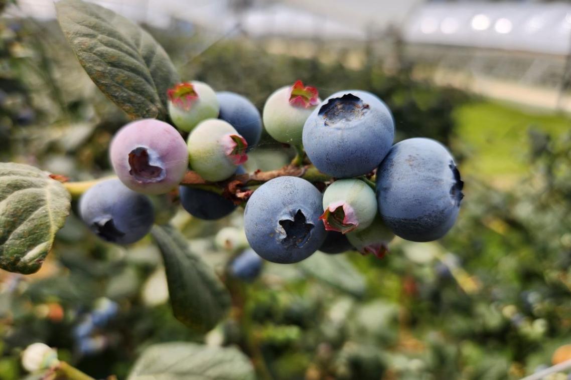 Bunch of blueberries