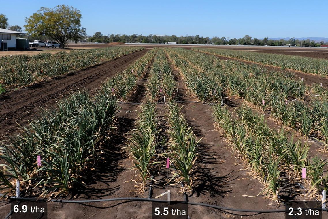 A row of crops in a field with signs at each row.
