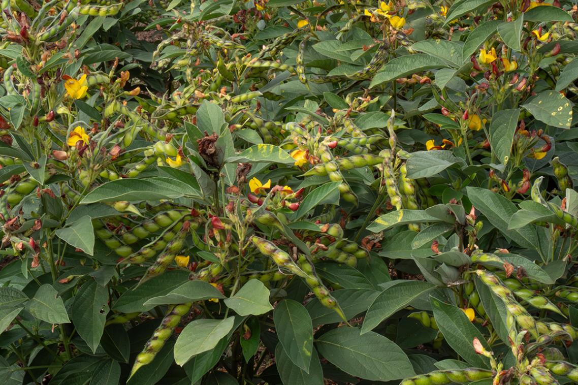 green leaves, yellow flowers and long seed pods on a bush
