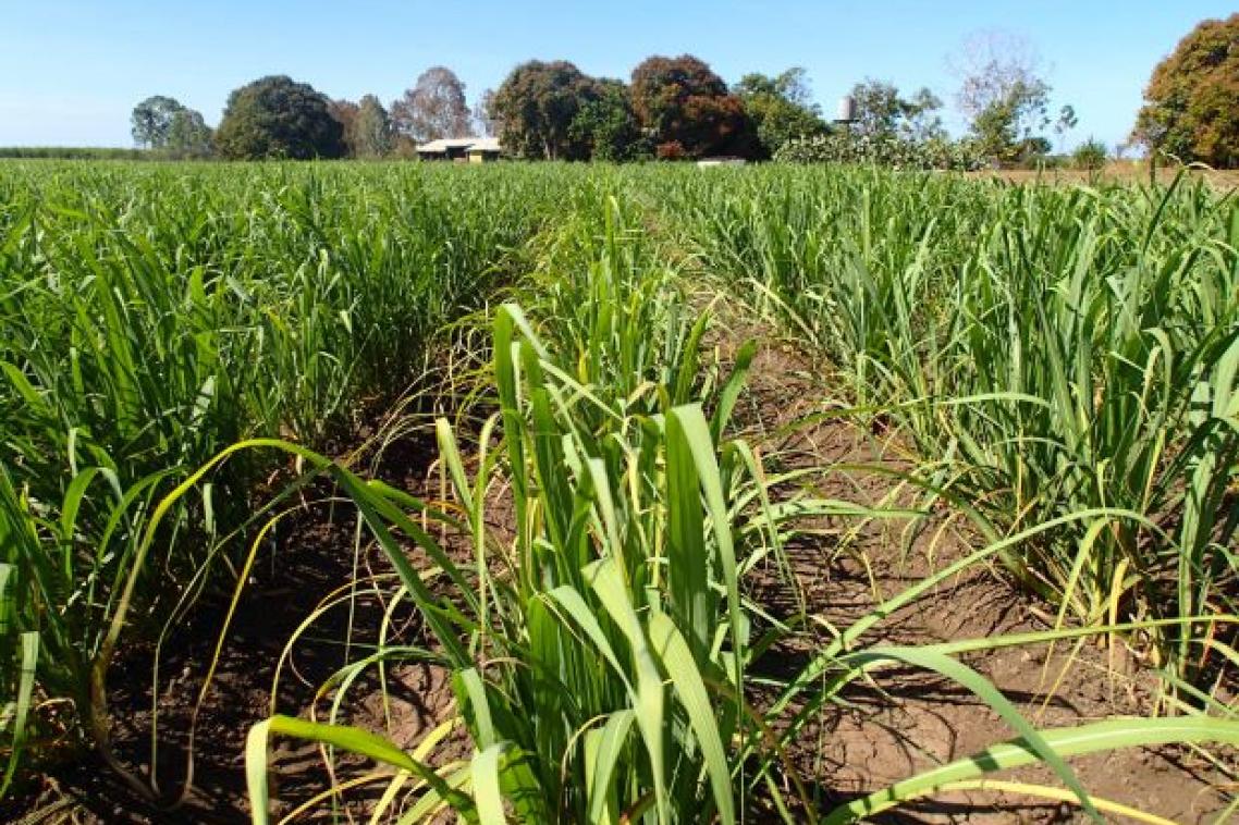 Sugarcane crop with trees and house in background under blue sky.