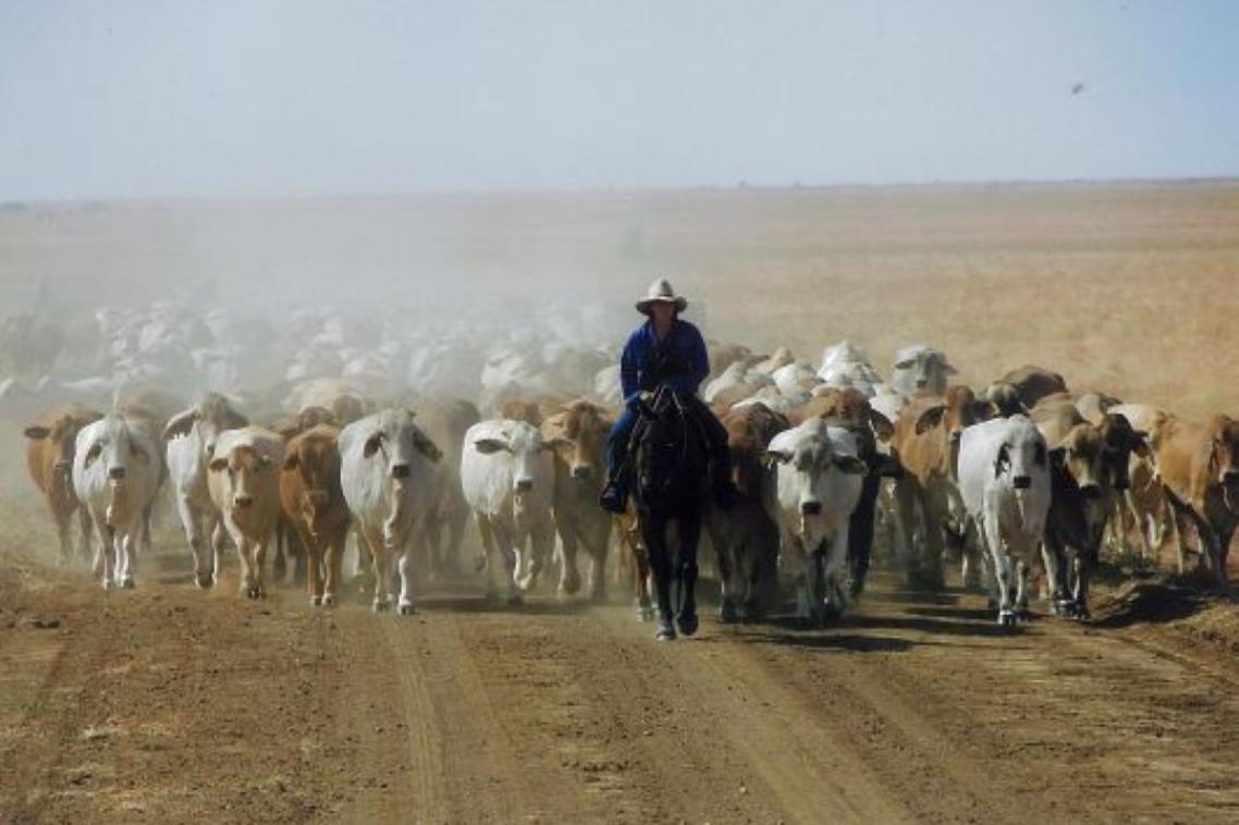 A person rides a horse down a dusty outback road leading a mob of cattle