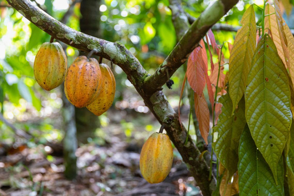 cocoa fruit on trees