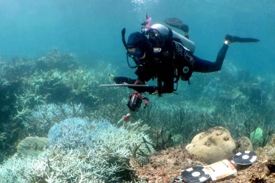 A scuba diver taking notes while swimming near coral.