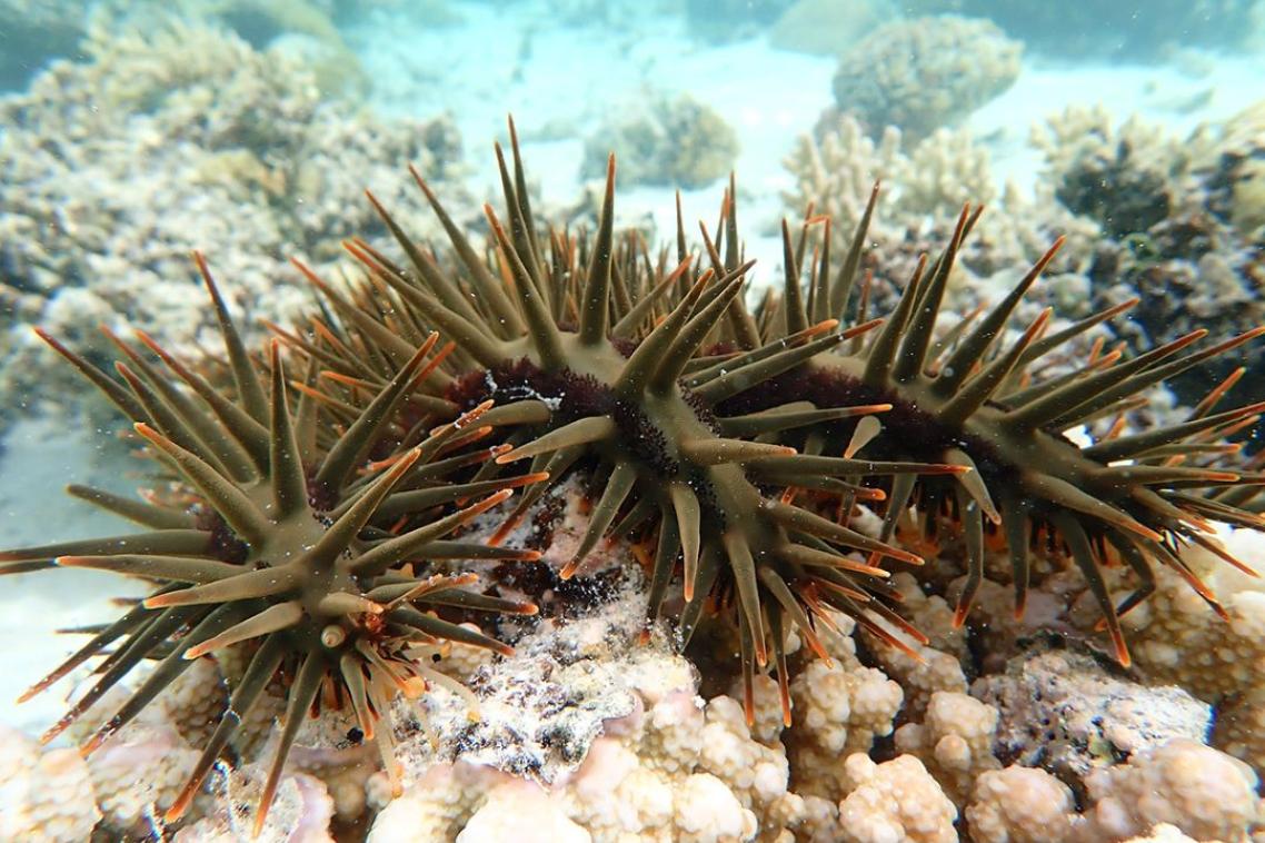 Crown of thorn starfish.