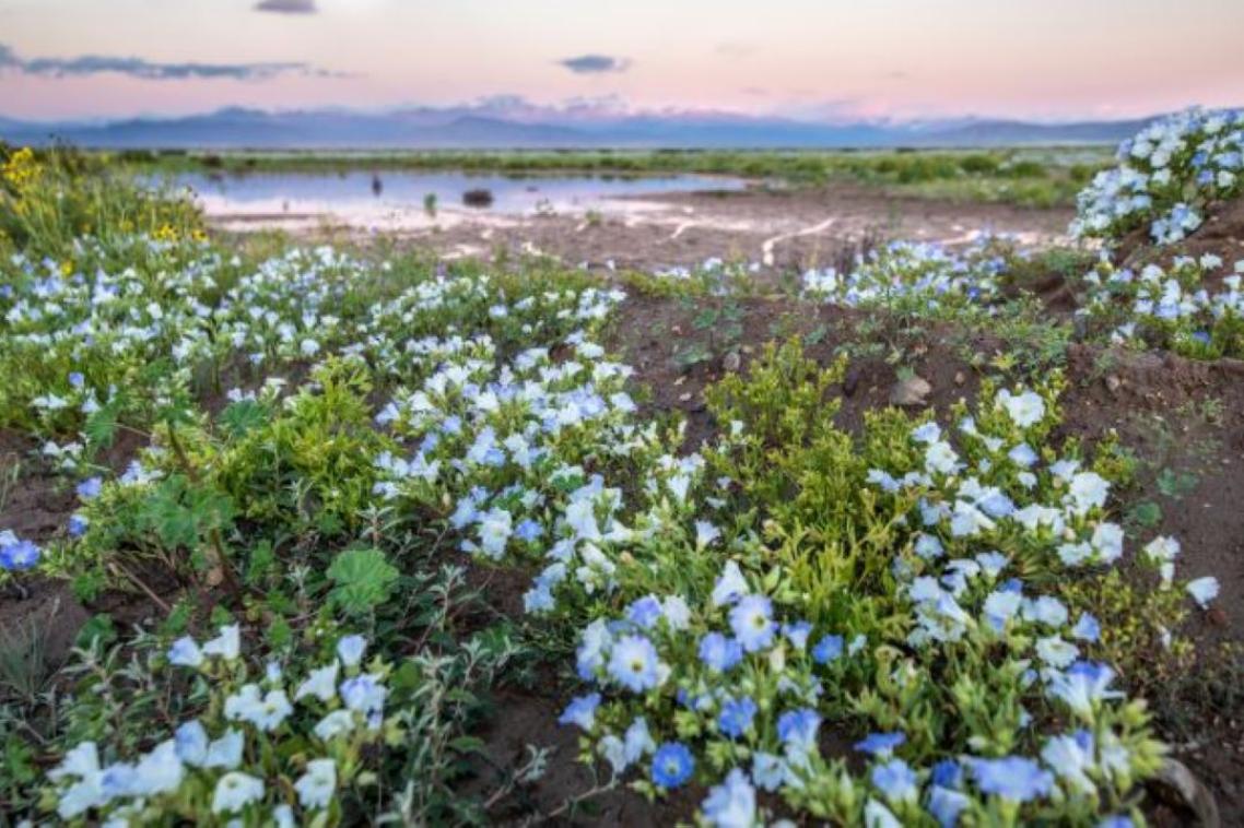 Flowers blooming in a desert with a body of water in the background. 