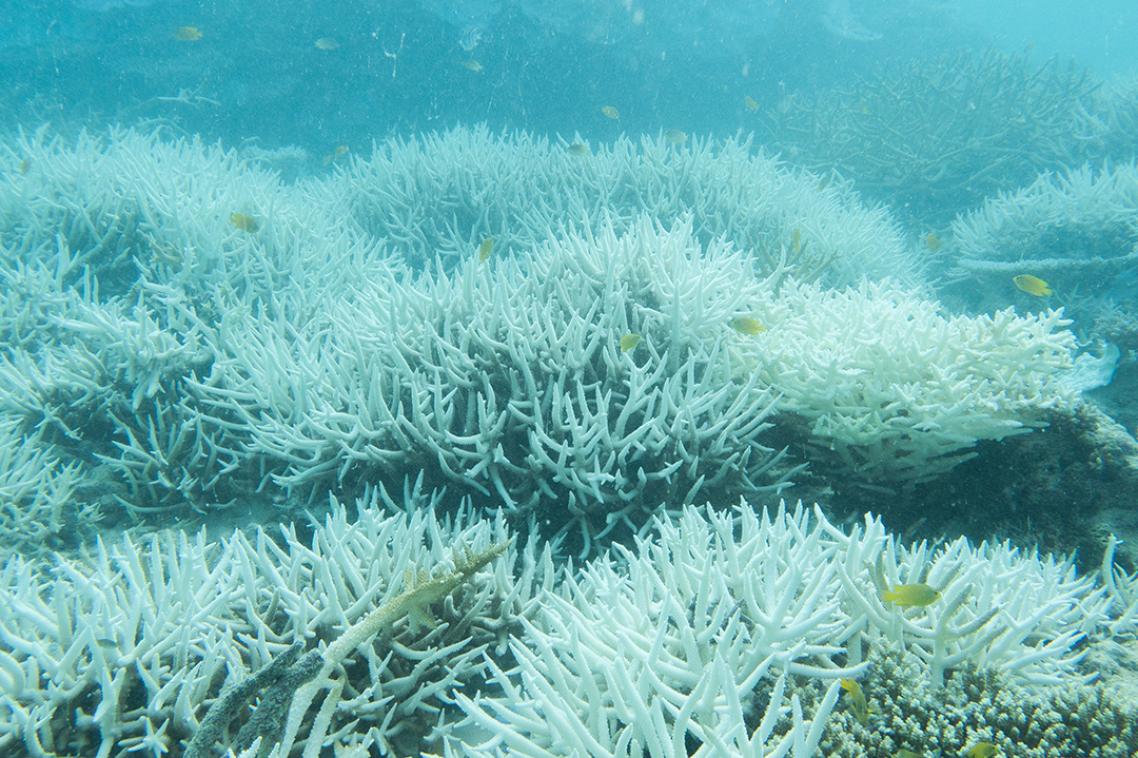 An underwater image of coral.