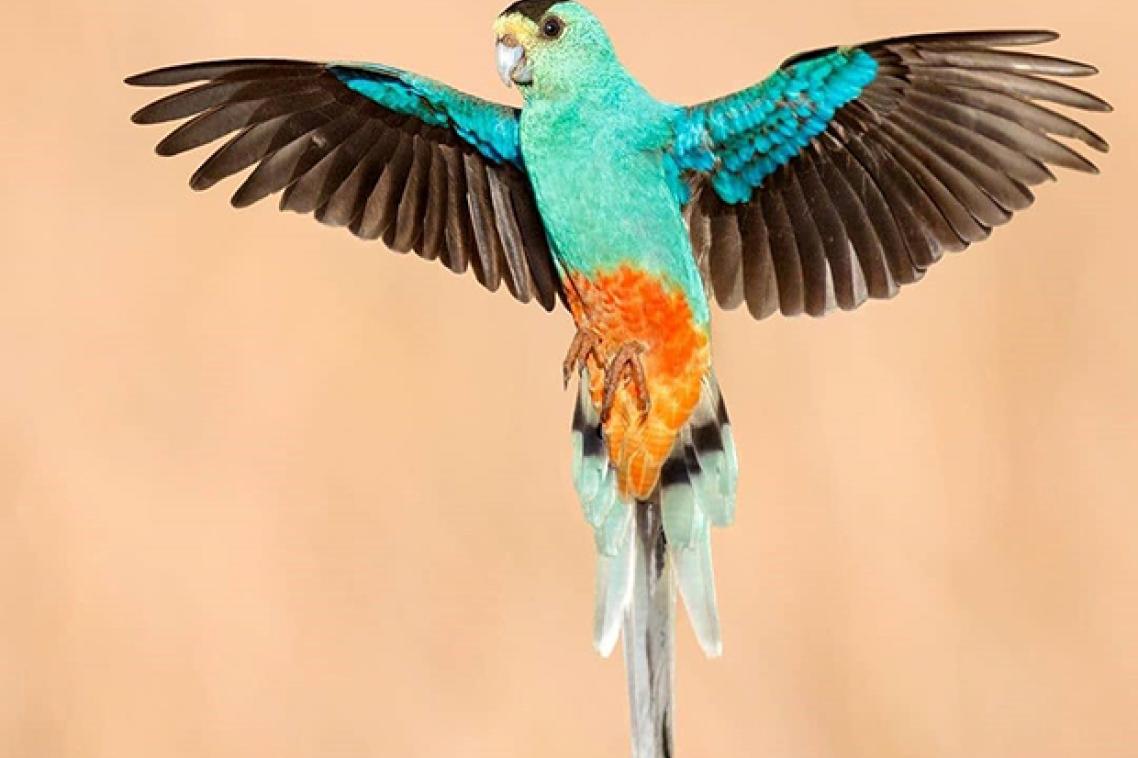 The golden-shouldered parrot in flight