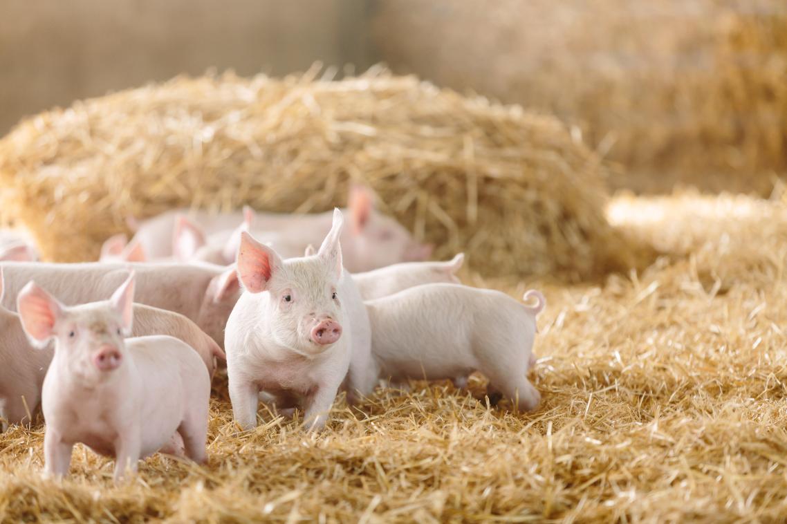 A group of piglets in the hay. 