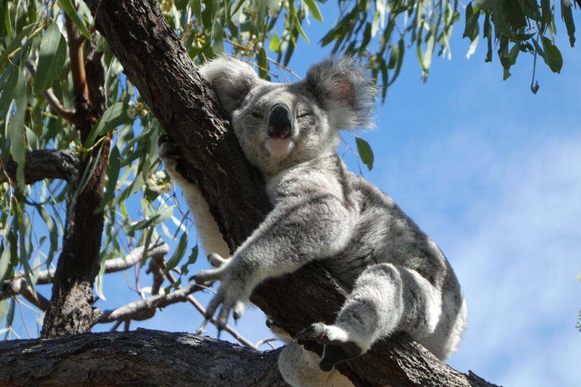 A koala asleep in the branches of a gum tree.