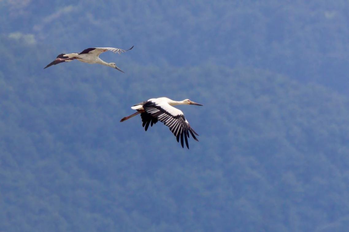 Two birds in flight