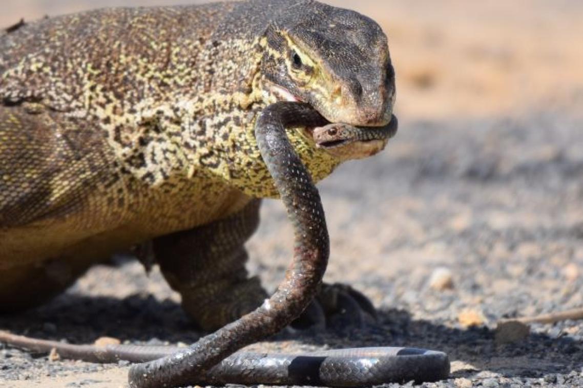 A lizard eating a black snake.