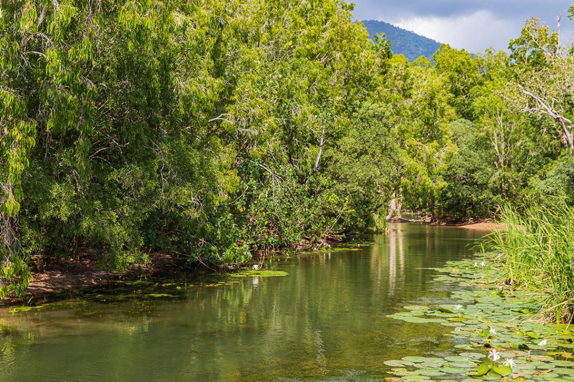 a view of a small stream with waterlillies and trees