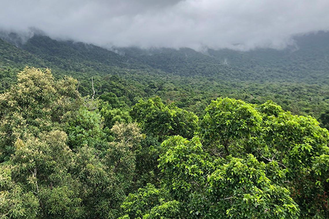 a view of forested hills with clouds above the top of the slope