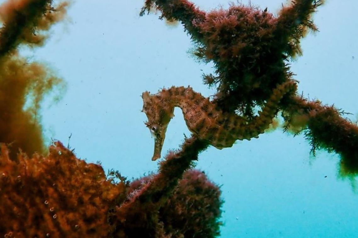 A seahorse underwater on an artificial net covered in seaweed