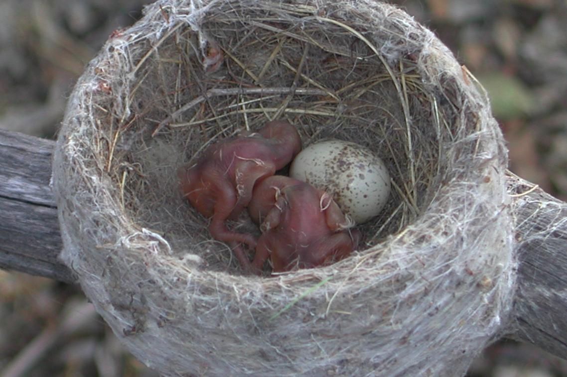 a baby bird in a nest with an egg.