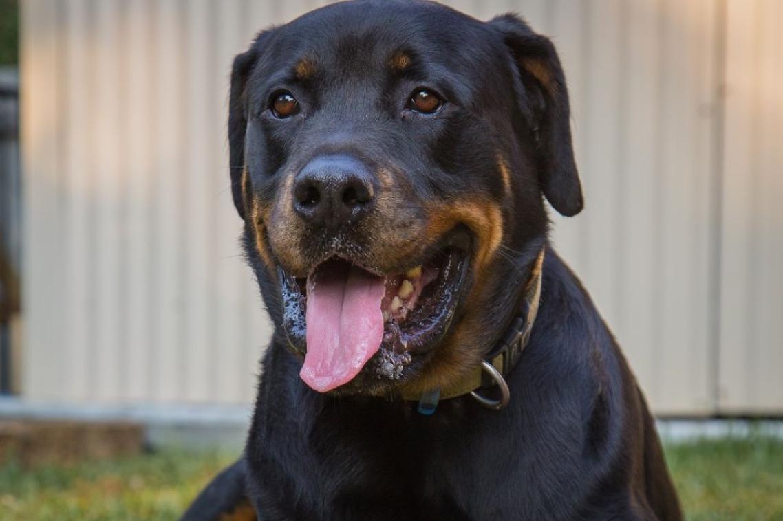 A black Rottweiler dog with its tongue out.