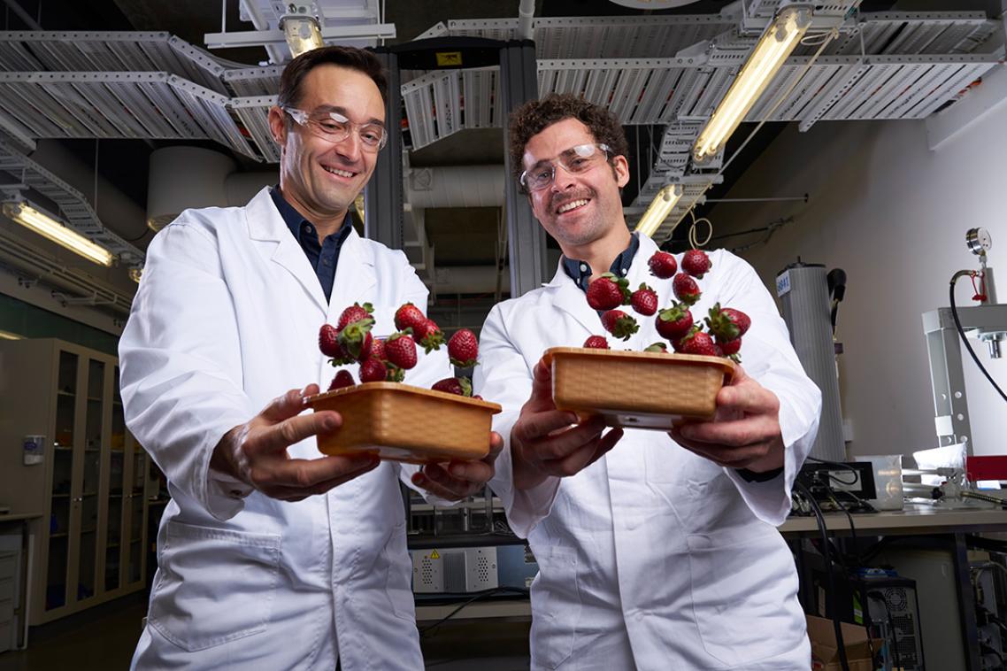 Two men in lab coats holding strawberry punnets, with the strawberries in mid air