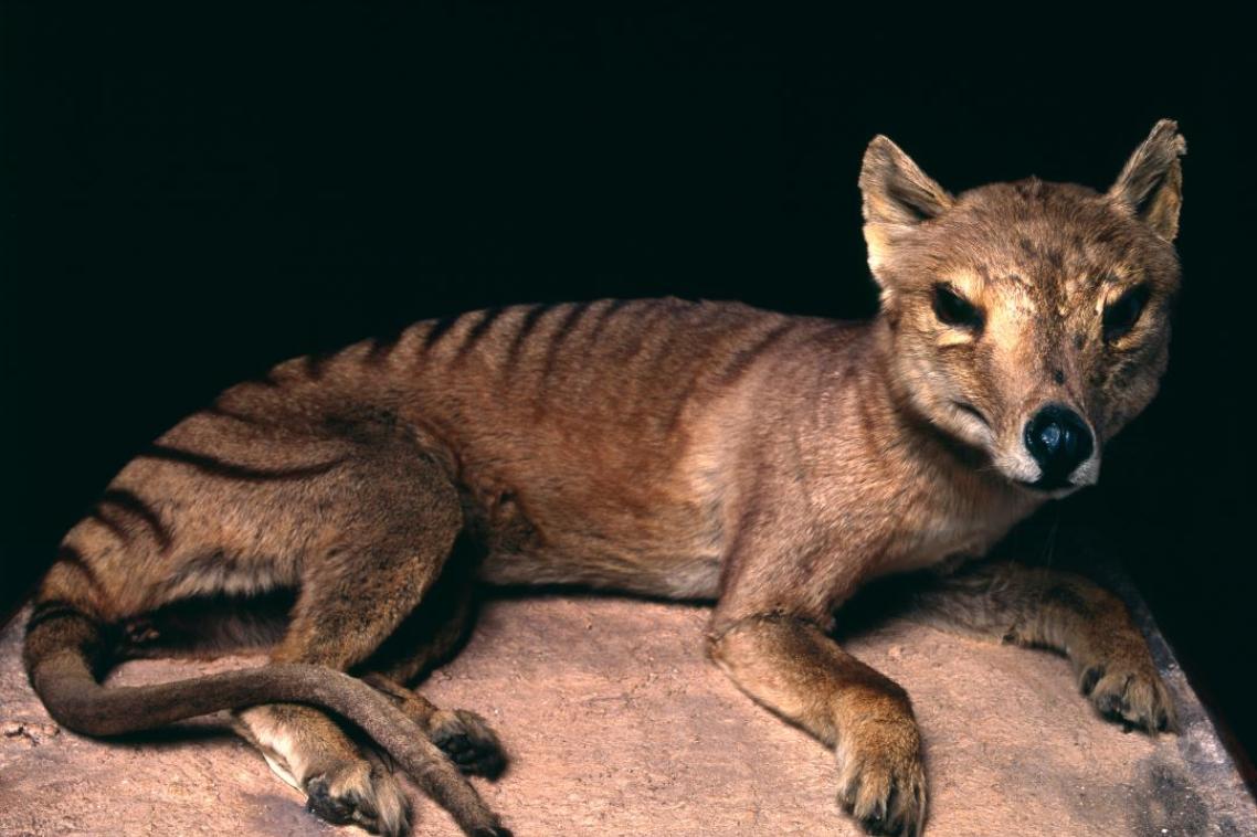 Tasmanian tiger sitting on a rock.