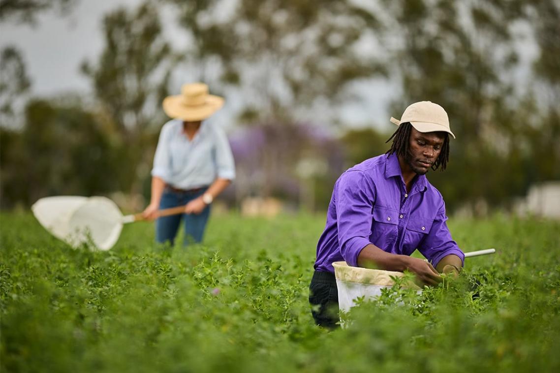 A student with a net gathers samples in a green field