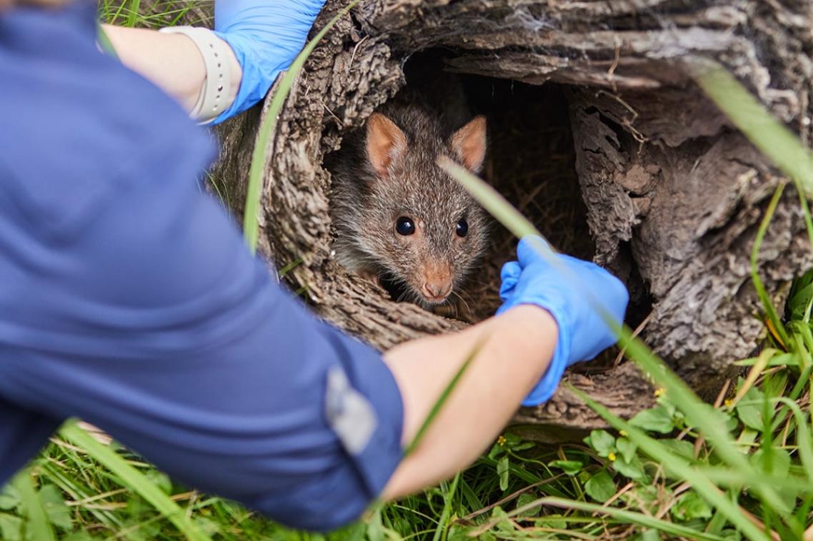 A researcher in PPE doing field work with a possum. The possum is looking out from a hollow log. 
