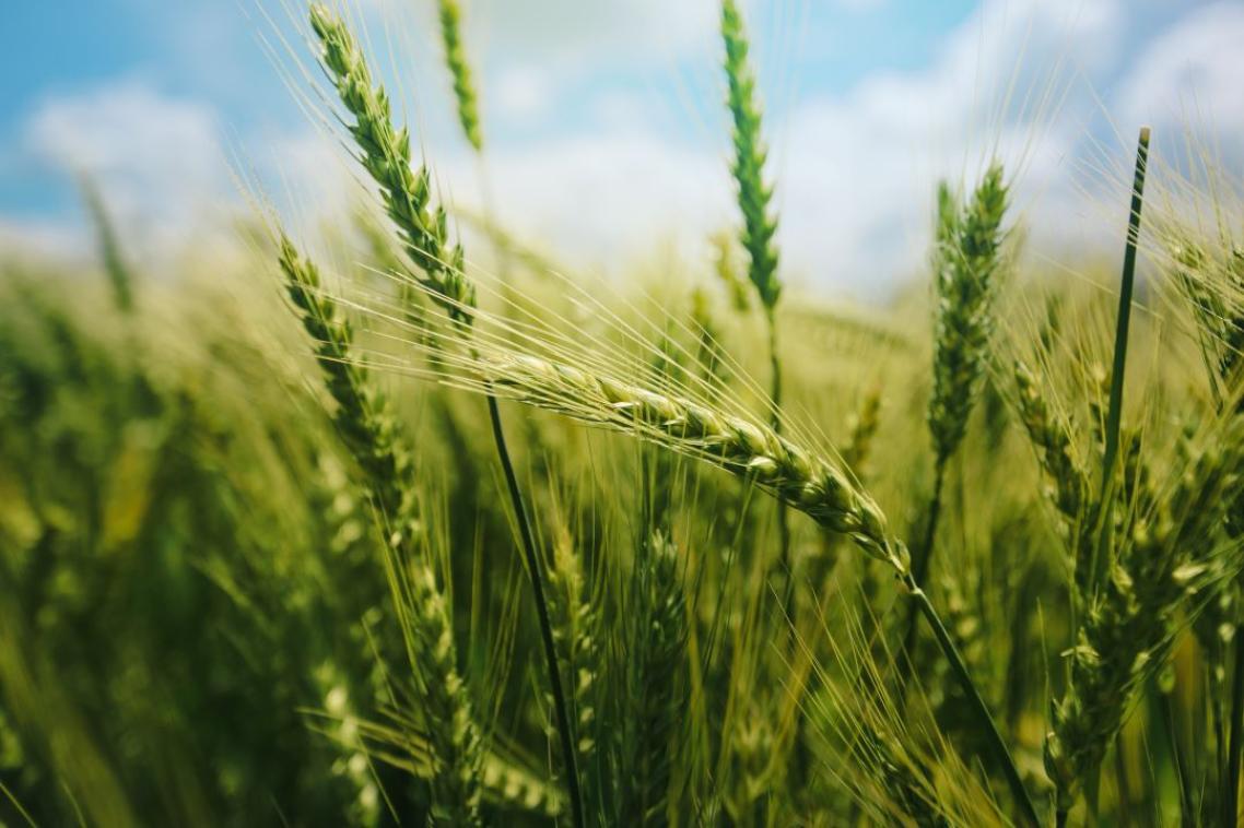 A bush of wheatgrass