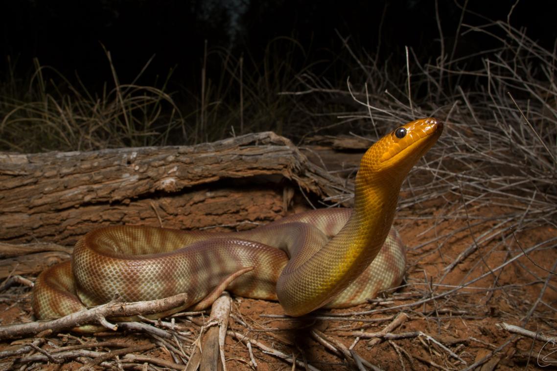 A brown coloured snake in the wild at night.