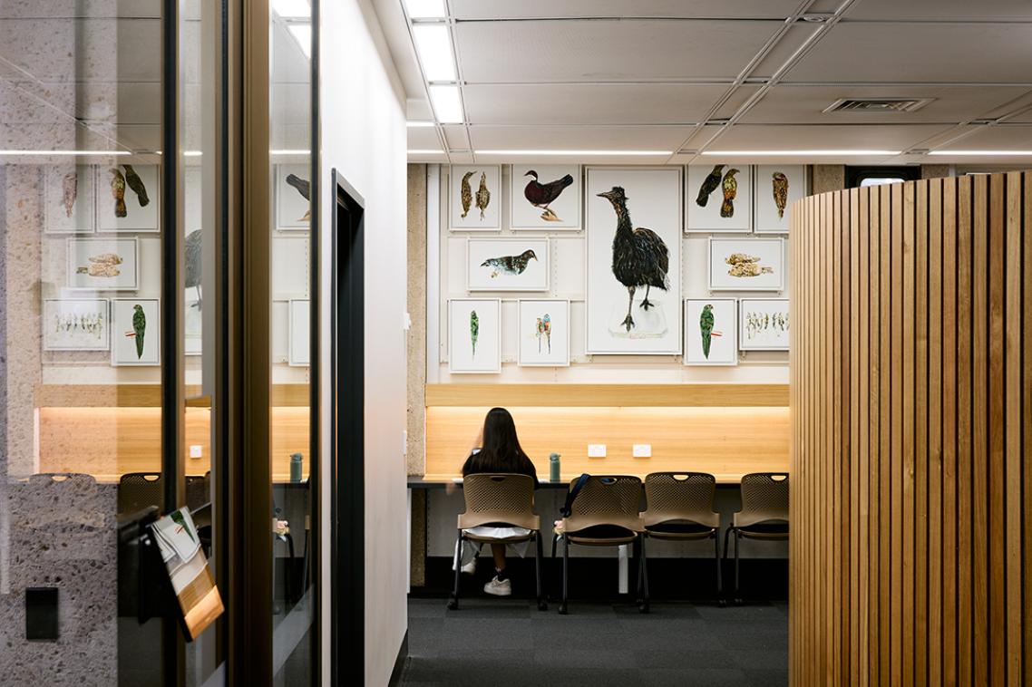 A series of artworks on display on a wall behind a desk, including one of an emu