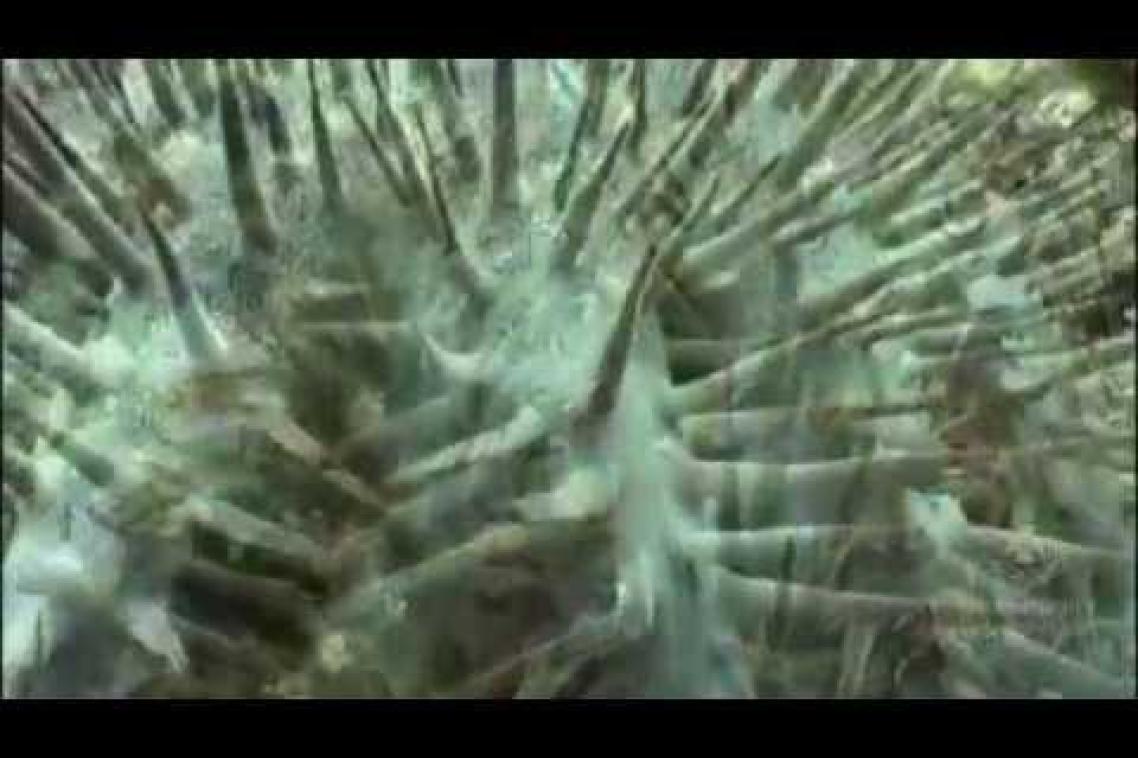 Close-up of a green crown of thorns starfish