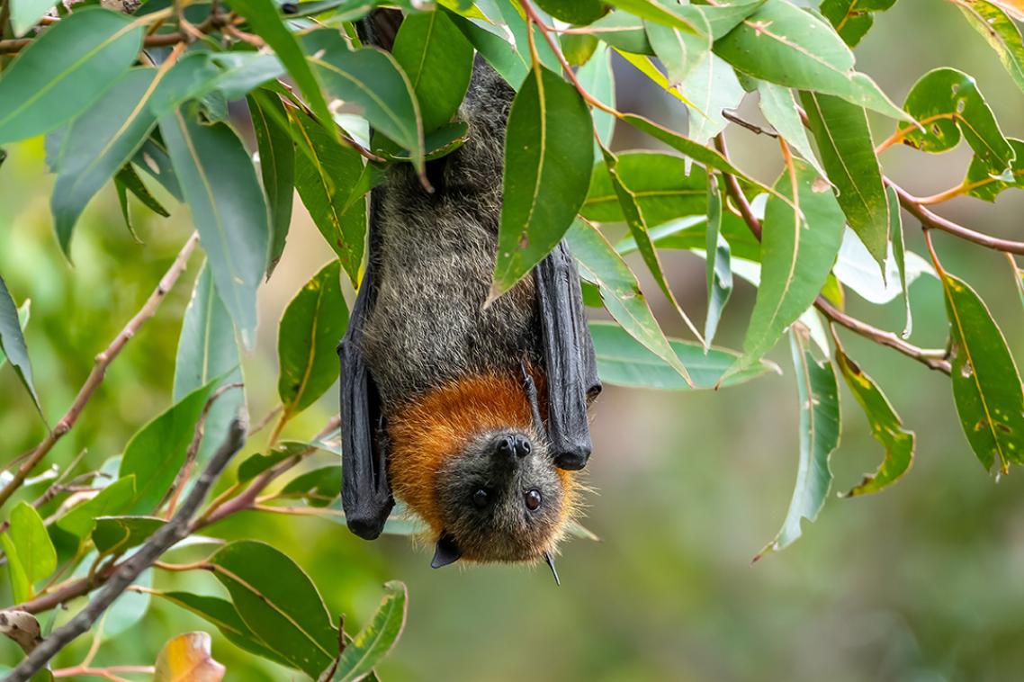 A grey-headed flying fox hanging in a gum tree.