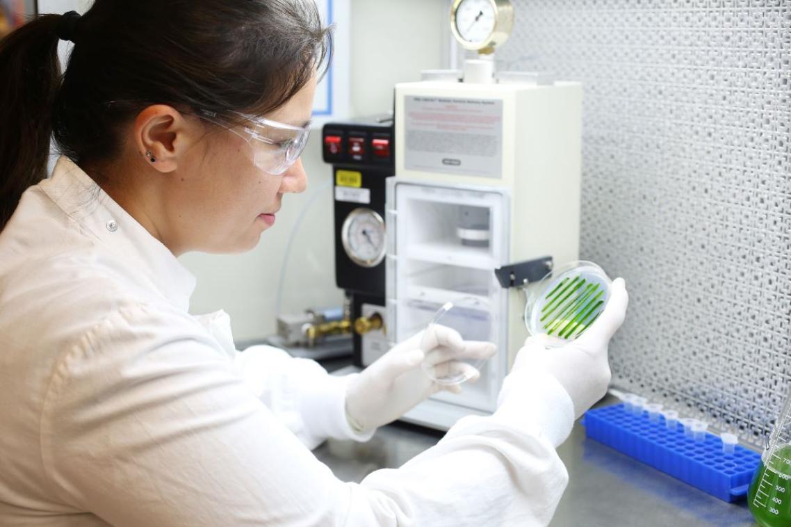 Female scientist looks at a petrie dish with green algae in it.