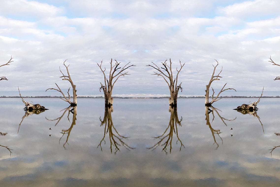 Tree trunks submerged in water