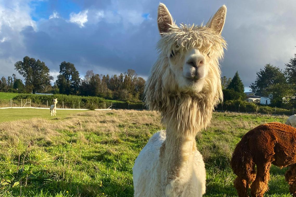An alpaca standing in a grassy field