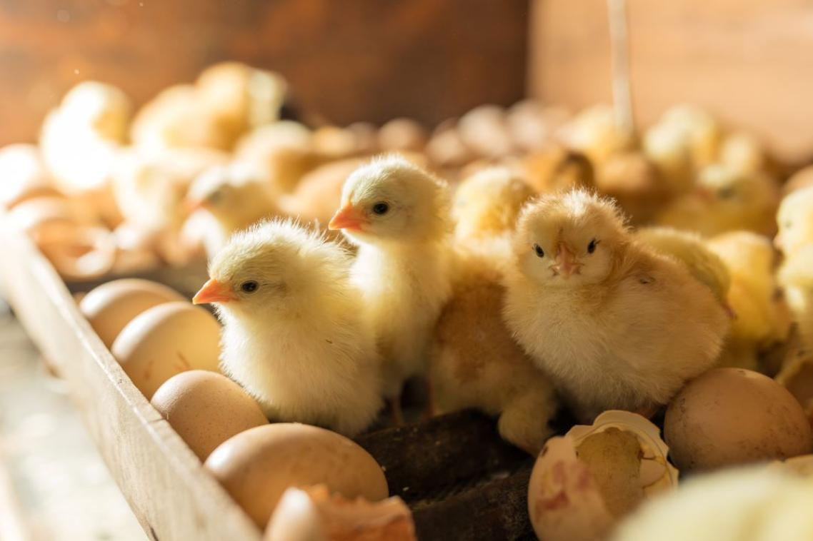 three baby chicks in a pen