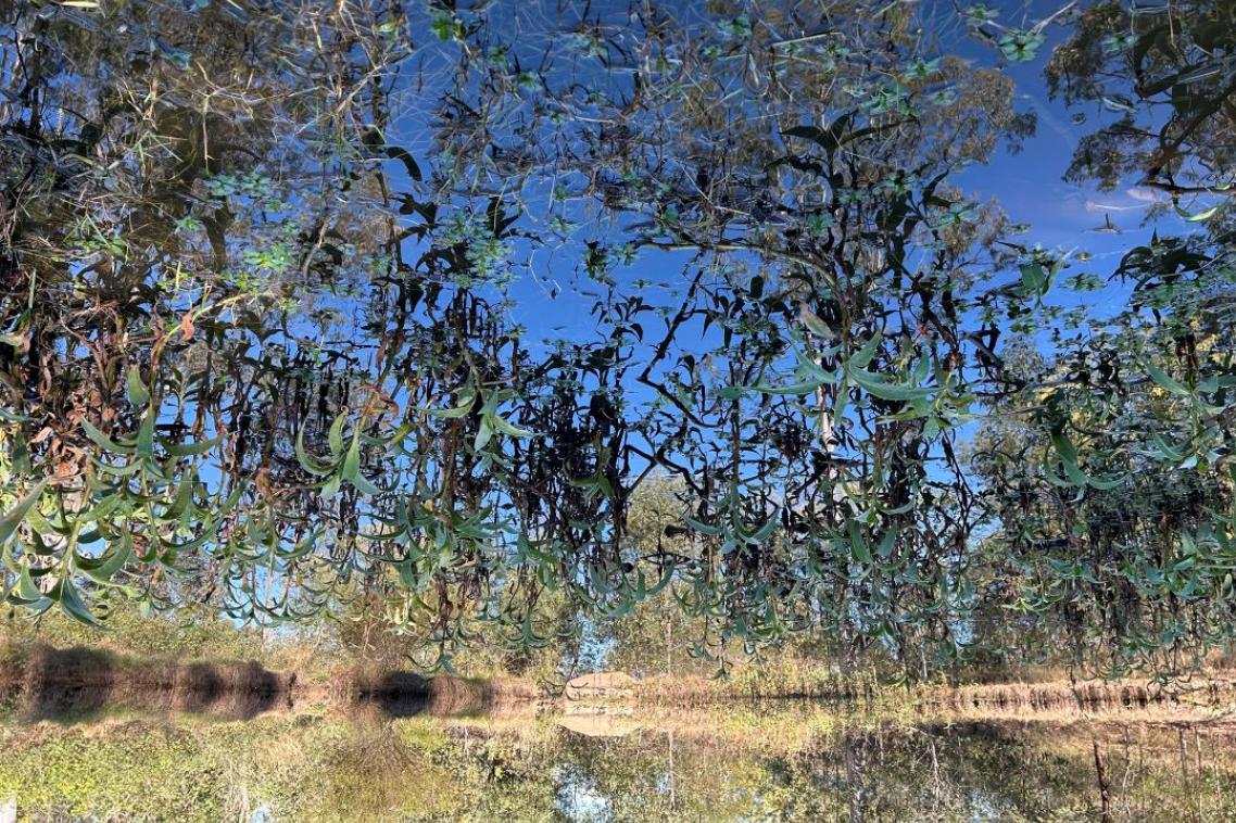 Weeds growing out of water 