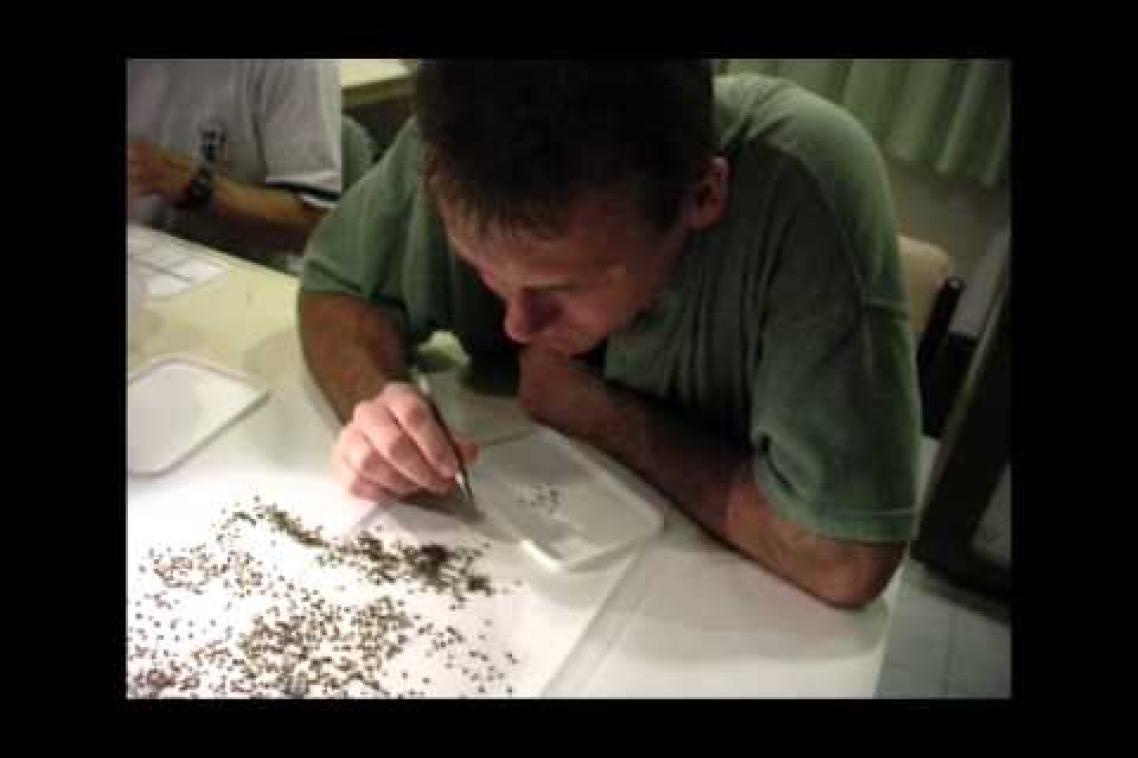 A scientist picks up mosquito specimens with tweezers