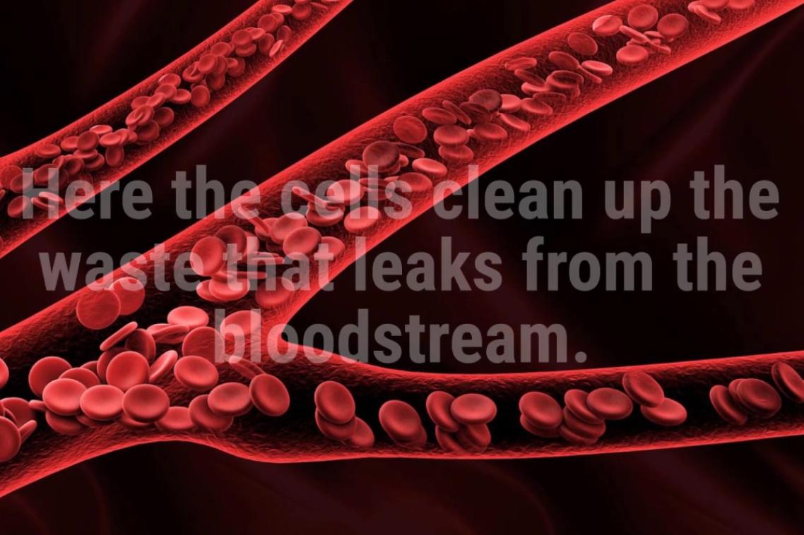 close up image of red blood cells in a blood stream