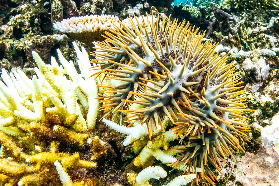 a spiky starfish sits on top of coral